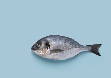 Mavi izole edilmiş arka planda taze çiğ dorado balığı. Beslenme ve sağlıklı gıda kavramı. Süpermarket ya da bakkal modeli. Metin için üst görünüm ve boş alan.
