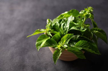 Koyu bir arka planda, ahşap bir kasede taze fesleğen. Diyet ve baharatlı bitkiler kavramı. Kırsal tarzda. Metin için boş alan. 