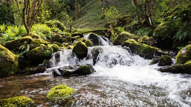 Yazın güneşli bir günde taşlı ve yosunlu tropikal ormanda şelale şelalesi. Adjara, Georgia 'da güzel bir dağ nehri manzarası..