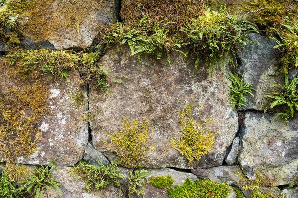 Старый Потрескавшийся Каменный Фон Растущей Травой Мхом Грубая Текстура Фона — стоковое фото