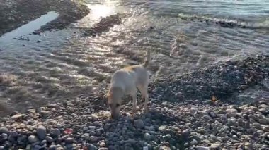 Bir sokak köpeği deniz kıyısında yiyecek arıyor. Karadeniz kıyıları çöplerle dolu. Dünyadaki çevresel sorunlar. Serseri bir hayvan.