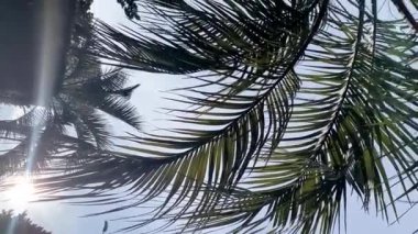 Güneşli bir bahar gününde palmiye yaprakları mavi gökyüzüne karşı rüzgarda sallanıyor. Dikey video. Alt görünüm.