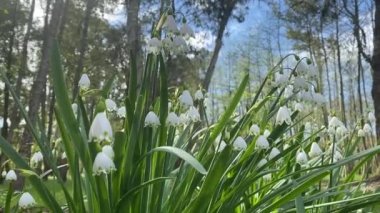 Parkta BlueBell çiçekleri ve güneşli sabah ışığı yakın plan. Baharın başında. Batumi, Georgia.