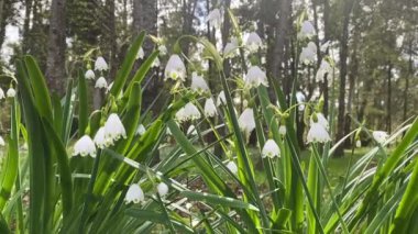 Parkta BlueBell çiçekleri ve güneşli sabah ışığı yakın plan. Baharın başında. Batumi, Georgia.