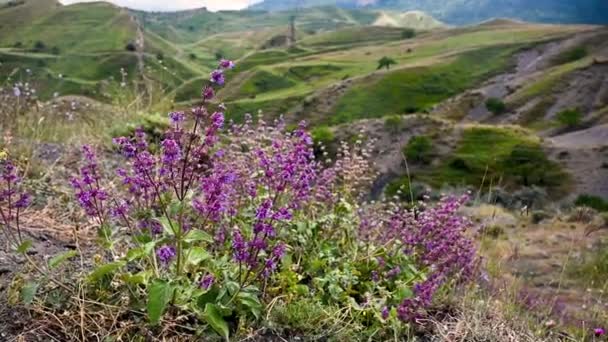 Красивий Пейзаж Горах Квітами Крупним Планом Вид Гірську Річку Дагестан — стокове відео
