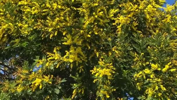 Весняні Квіти Дерево Мімоза Сонячному Фоні Сонячний День Концепція Березня — стокове відео
