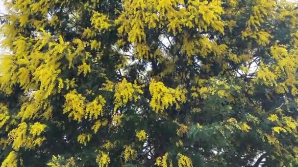 Flores Primavera Árvore Mimosa Fundo Sol Dia Ensolarado Conceito Março — Vídeo de Stock