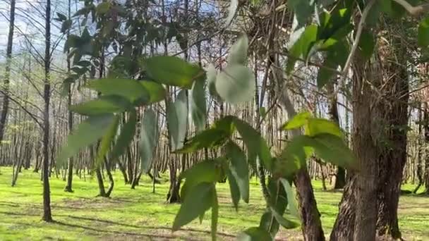 햇빛에 유칼립투스 나무와 공원에서 바투미 조지아 — 비디오