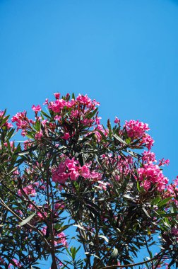 Güneşli bir günde mavi gökyüzünde güzel pembe çiçekler. Alt görünüm.