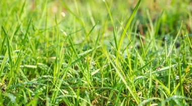 Güneşli bir yaz gününde su damlaları olan açık bir alanda taze yeşil çimenler. Doğal duvar kâğıdı konsepti bulanıklıkla birleşir. Makro görünüm.