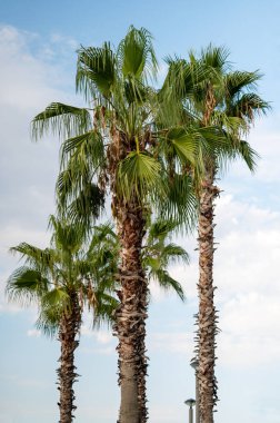 Güneşli bir yaz gününde, mavi gökyüzünün arka planına karşı setin üzerindeki uzun palmiye ağaçları. Aşağıdan görüntüle.