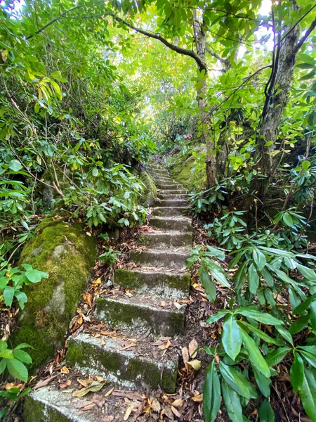 The stone path winds through a dense forest with greenery and tropical trees on either side on a summer day.