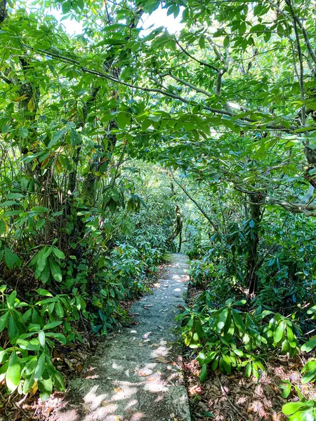 The stone path winds through a dense forest with greenery and tropical trees on either side on a summer day.