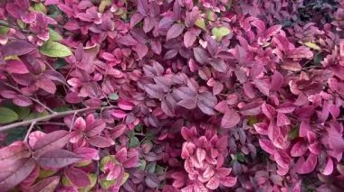 Kırmızı yaprakların arka planında yakın plan bitkiler var. Sonbahar modeli konsepti. Üst görünüm