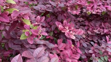 Kırmızı yaprakların arka planında yakın plan bitkiler var. Sonbahar modeli konsepti. Üst görünüm