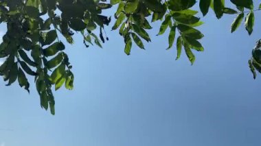 Güneşli bir yaz gününde mavi gökyüzüne karşı rüzgarda dallanan ceviz ağacı. Alt görünüm.