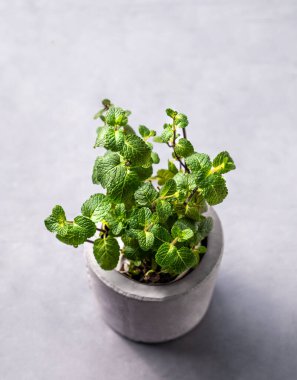 Arka planda seramik bir tencerede taze nane. Yemek pişirmek için doğal bitkiler kavramı. Çevre dostu ve sağlıklı fideler yetiştiriyorlar. Üst görünüm ve kopyalama alanı.
