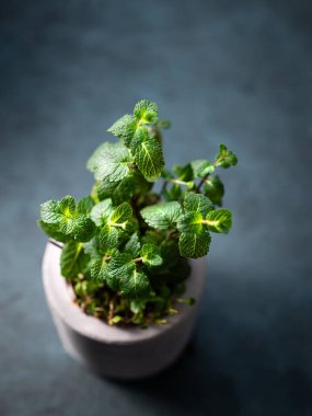 Koyu arkaplanda seramik bir tencerede taze nane. Yemek pişirmek için doğal bitkiler kavramı. Çevre dostu ve sağlıklı fideler yetiştiriyorlar. Üst görünüm ve kopyalama alanı.
