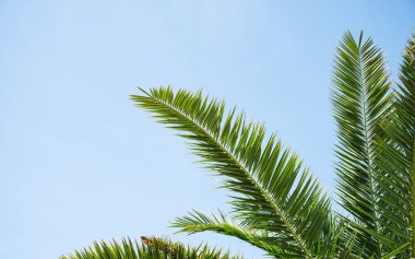Parlak yeşil palmiye yaprakları açık mavi gökyüzüne karşı güneşli bir günde yukarıya doğru uzanıyor. Tropik yaz atmosferi konsepti bir düzen ya da reklam için. Metin için boş alan.