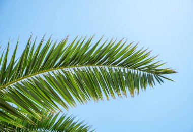 Parlak yeşil palmiye yaprakları açık mavi gökyüzüne karşı güneşli bir günde yukarıya doğru uzanıyor. Tropik yaz atmosferi konsepti bir düzen ya da reklam için. Metin için boş alan.