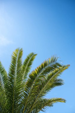 Parlak yeşil palmiye yaprakları açık mavi gökyüzüne karşı güneşli bir günde yukarıya doğru uzanıyor. Tropik yaz atmosferi konsepti bir düzen ya da reklam için. Metin için boş alan.