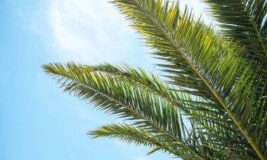 Parlak yeşil palmiye yaprakları açık mavi gökyüzüne karşı güneşli bir günde yukarıya doğru uzanıyor. Tropik yaz atmosferi konsepti bir düzen ya da reklam için. Metin için boş alan.