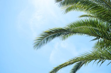 Parlak yeşil palmiye yaprakları açık mavi gökyüzüne karşı güneşli bir günde yukarıya doğru uzanıyor. Tropik yaz atmosferi konsepti bir düzen ya da reklam için. Metin için boş alan.