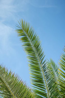 Parlak yeşil palmiye yaprakları açık mavi gökyüzüne karşı güneşli bir günde yukarıya doğru uzanıyor. Tropik yaz atmosferi konsepti bir düzen ya da reklam için. Metin için boş alan.