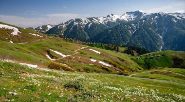 Yeşil dağ manzaralı, patikalı, karlı tepeli ve bulutlu gökyüzüyle ön planda çiçek açan papatyalar. Yaz güneşli günü konsepti. Adjara, Georgia.