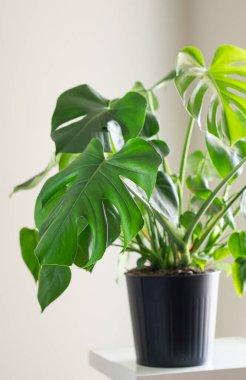 Dekoratif masanın üzerinde siyah çömlek içindeki güzel canavar çiçeği. Sabah güneş ışığı altında. Yakın plan. Minimalist İskandinav tarzı oda iç konsepti.