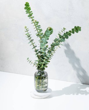 Okaliptüs dallı cam vazo güneş ışığıyla aydınlık beton arka planda. İskandinav tarzında doğal ve çevre dostu iç tasarım konsepti. Boşluğu kopyala.