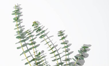 Beyaz zemin üzerinde okaliptüs dalları ve güneş ışığı ve gölgesi olan düz bir zemin. Kartpostal ya da reklam planı için doğal ve çevre dostu tasarım kavramı. Üst görünüm ve kopyalama alanı.