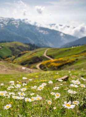 Yeşil dağ manzarası, dolambaçlı yolu ve bulutlu gökyüzü ile ön planda açan papatyalar. Yaz güneşli gün manzarası konsepti. Adjara, Georgia.
