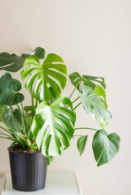 Dekoratif masanın üzerinde siyah çömlek içinde güzel bir canavar çiçeği sabah güneşinde açık arkaplanda. Minimalist İskandinav tarzı oda iç konsepti. Boşluğu kopyala.