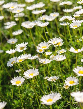 Sarı merkezleri olan canlı beyaz papatyalar yemyeşil bir alana yayılır. Sıcak gün ışığında güneşlenir. Huzuru ve doğanın cazibesinin özünü uyandırır..