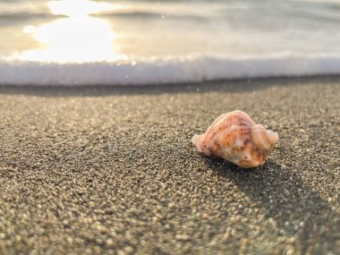 Deniz kıyısındaki ya da okyanustaki deniz kabuğu su ve günbatımının ya da güneşin doğuşuna karşı. Reklam kavramı ya da deniz seyahati ya da yaz tatili afişi. Metin için boş alan.