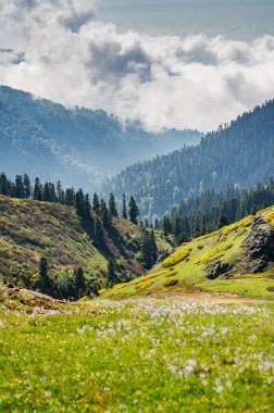 Ağaçlı yeşil dağlar, çiçekler ve bulutlu gökyüzünün altında taze çimenler. Doğal manzara konsepti, Adjara, Georgia 'da yaz günü.