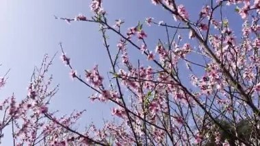 İnce dallarda açan narin pembe kiraz çiçekleri canlı mavi gökyüzüne yakın durarak bahar yenilenmesini ve doğal güzelliği simgeliyor..