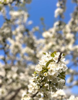 Ağaçların dallarındaki beyaz çiçekler ve yeşil yapraklar mavi gökyüzüne karşı sıcak güneş ışığı altında yıkandılar. Bahar botanik konsepti.