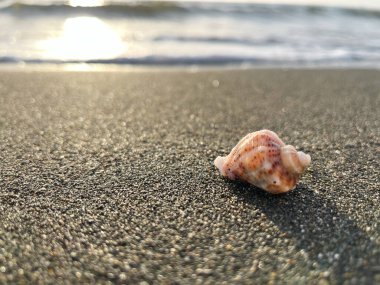 Deniz kıyısındaki ya da okyanustaki deniz kabuğu su ve günbatımının ya da güneşin doğuşuna karşı. Reklam kavramı ya da deniz seyahati ya da yaz tatili afişi. Metin için boş alan.