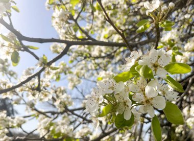 Ağaçların dallarındaki beyaz çiçekler ve yeşil yapraklar mavi gökyüzüne karşı sıcak güneş ışığı altında yıkandılar. Bahar botanik konsepti.