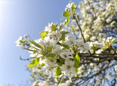 Ağaçların dallarındaki beyaz çiçekler ve yeşil yapraklar mavi gökyüzüne karşı sıcak güneş ışığı altında yıkandılar. Bahar botanik konsepti. Boşluğu kopyala.