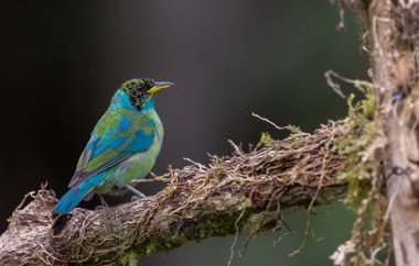 Klorofanes spiza, Amerika kıtasının tropikal bölgelerinde bulunan ve bilimsel olarak Chlorophanes spiza olarak bilinen bir kuş türüdür. Erkek Yeşil Bal Sarmaşığı, daldaki canlı yeşil kuşuyla karakterize edilir.