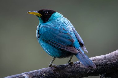 Klorofanes spiza, Amerika kıtasının tropikal bölgelerinde bulunan ve bilimsel olarak Chlorophanes spiza olarak bilinen bir kuş türüdür. Erkek Yeşil Bal Sarmaşığı, canlı yeşiliyle karakterize edilir. Bir kuşun yakın çekimi.