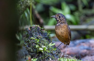 Pullu Antpitta, yerel olarak Tororoi Dorsiescamado olarak bilinen ve bilimsel olarak Grallaria guatimalensis olarak tanımlanan, Orta ve Güney Amerika 'nın Montan ormanlarına özgü dikkat çekici bir kuş türü. Kahverengi - sırt ardıç kuşu, ormanda turdus merus