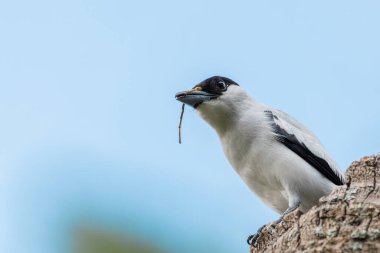 Siyah kuyruklu gagalı kuş (Latince: 