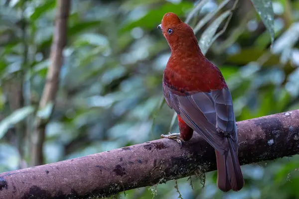 beautiful red parrot bird, Gallito de Roca Andino - Andean Cock-of-the-rock Rupicola peruvianus