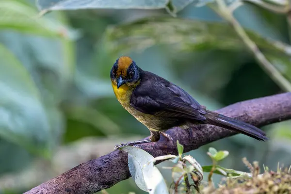 The Tricolored Brush-Finch, scientifically known as Atlapetes tricolor, graces the high-altitude forests of South America with its captivating presence. Sporting a distinctive combination of blue, a yellow bird on the branch