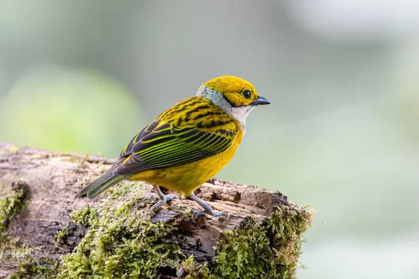 The Silver-throated Tanager, or \