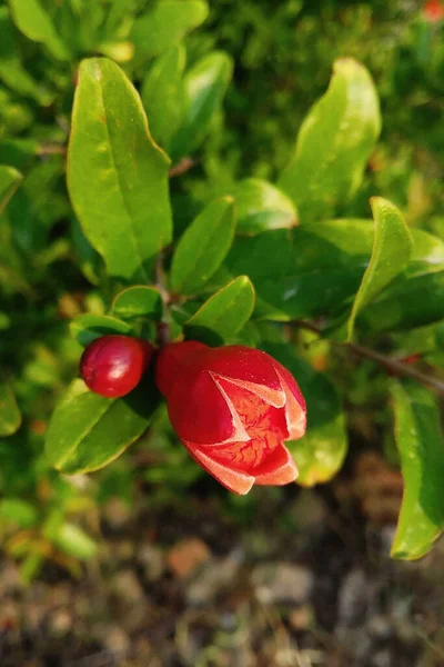 木の上で熟す赤いザクロのクローズアップ 果実の成長の過程 選択的フォーカス モーションブラー — ストック写真
